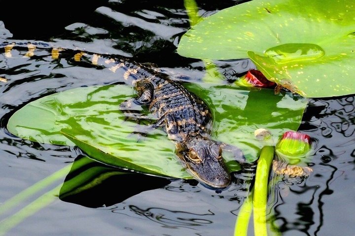 60 Minute Small Group Semi Private Everglades River Of Grass Airboat Charter photo 3