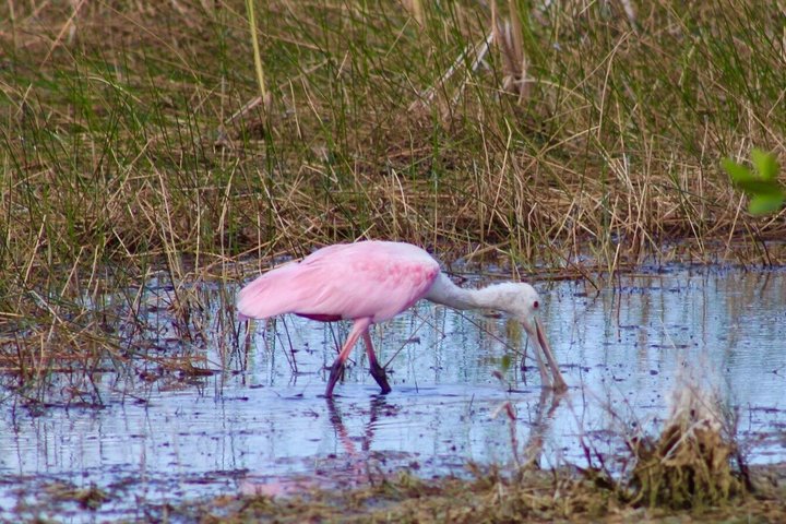 60 Minute Small Group Semi Private Everglades River Of Grass Airboat Charter photo 4