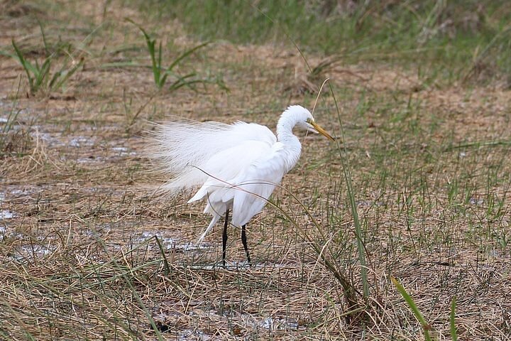 Airboat Tour photo 3