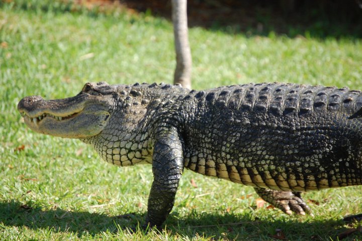 Best of Miami: Everglades, Bay Cruise, & Open-top Bus Tour photo 3