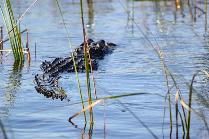 Everglades Airboat Alligator Tour from Port or South Beach photo 4