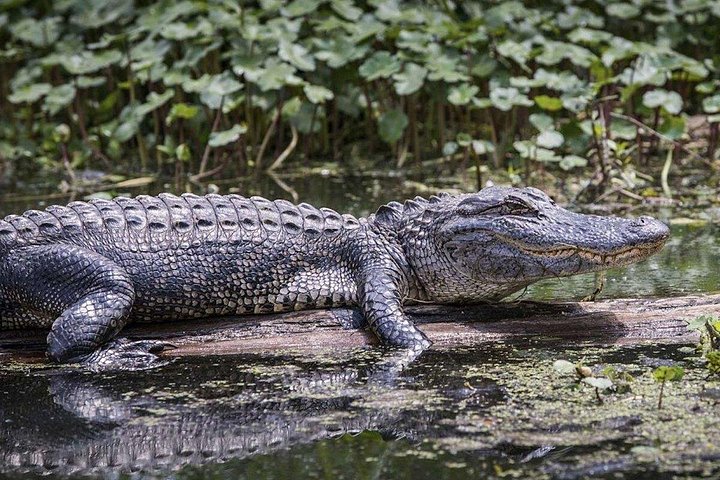 Everglades Airboat Experience – Wildlife & Wetlands photo 2