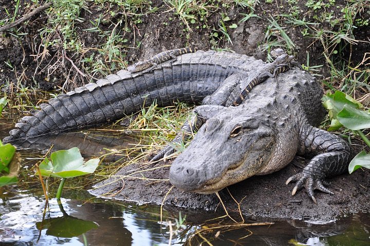 Everglades Airboat Experience – Wildlife & Wetlands photo 4