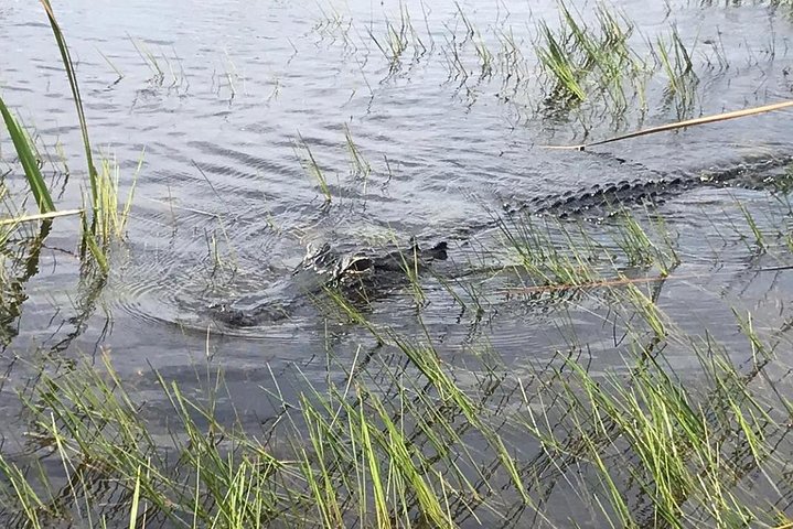 Everglades Airboat Safari Adventure with Transportation photo 3