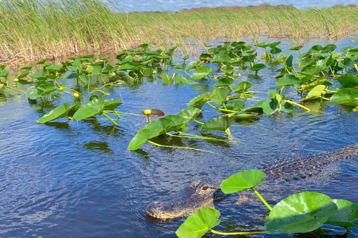 Everglades Airboat Safari Adventure with Transportation photo 4