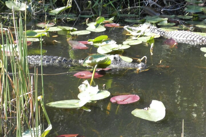 Everglades Airboat Tour from Fort Lauderdale with transportation photo 3
