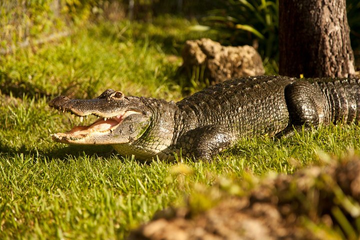 Everglades Airboat, Wildlife Exhibit, & Roundtrip Bus from Miami photo 2