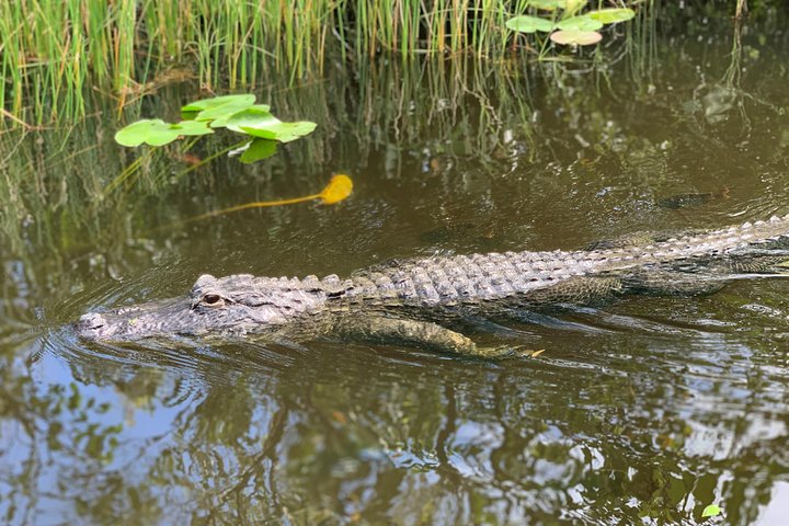 Everglades Airboat, Wildlife Exhibit, & Roundtrip Bus from Miami photo 4