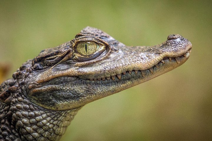 Everglades Airboat Wildlife Refuge with Roundtrip Bus from Miami photo 2