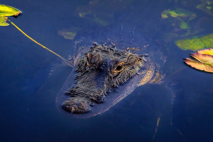 Everglades Airboat Wildlife Refuge with Roundtrip Bus from Miami photo 3