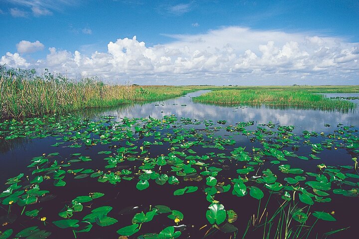 Everglades Airboat Wildlife Refuge with Roundtrip Bus from Miami photo 4
