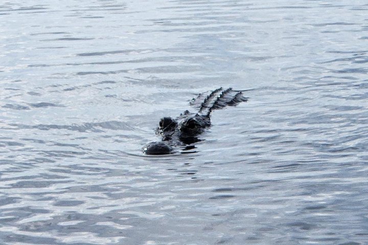 Everglades Alligator Airboat Tour with Bus transfer from Miami photo 4