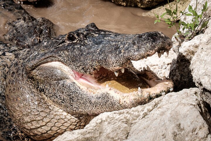 Everglades Alligator Spotting Airboat Tour with Free Pick Up photo 4