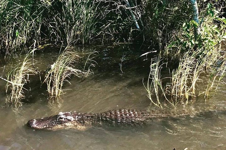 Everglades Small-Group Tour from Miami with Transportation photo 4