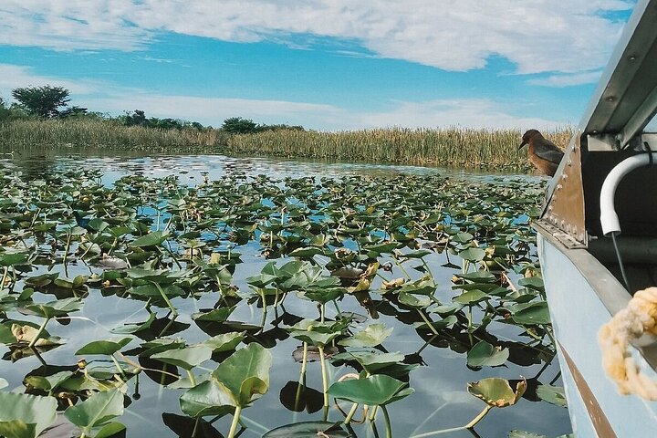 Everglades Tour with professional Tourguide inclusive pickup photo 3