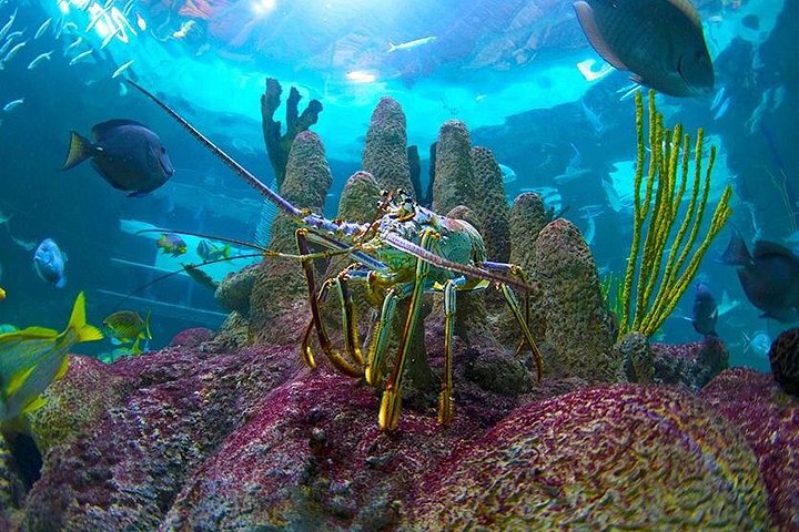 Full-Day Tour of Florida Keys Including Aquarium Encounters from Key West photo 3