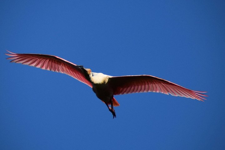 Half-day Everglades National Park Tour and 1-Hour Air Boat Ride photo 2