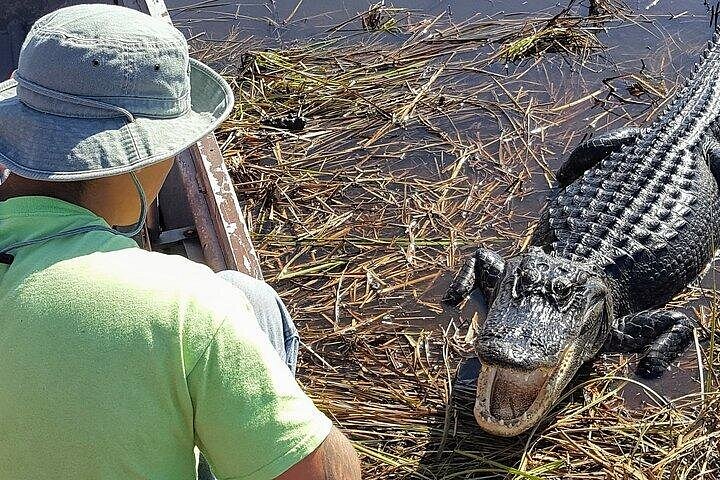 Half-day Everglades National Park Tour and 1-Hour Air Boat Ride