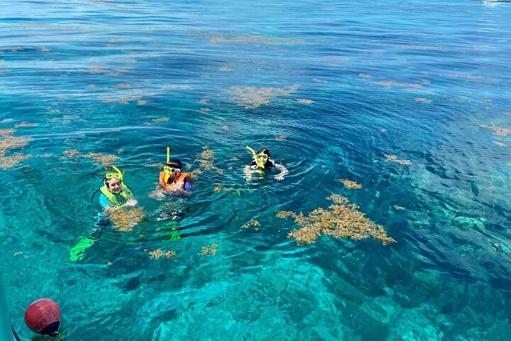 Half Day Snorkel Trip on Reefs in the Florida Keys photo 3