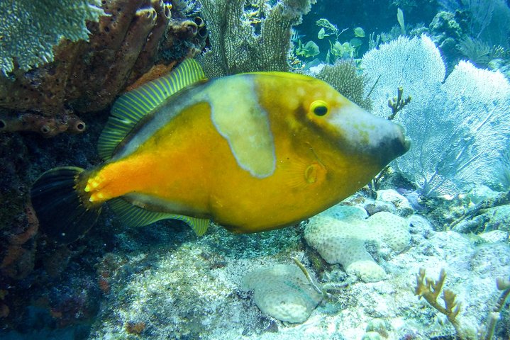 Half Day Snorkel Trip on Reefs in the Florida Keys photo 4