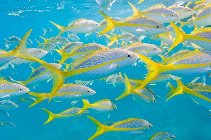 Key Largo Snorkeling Tour with Mask plus Fins and Vest Included photo 4