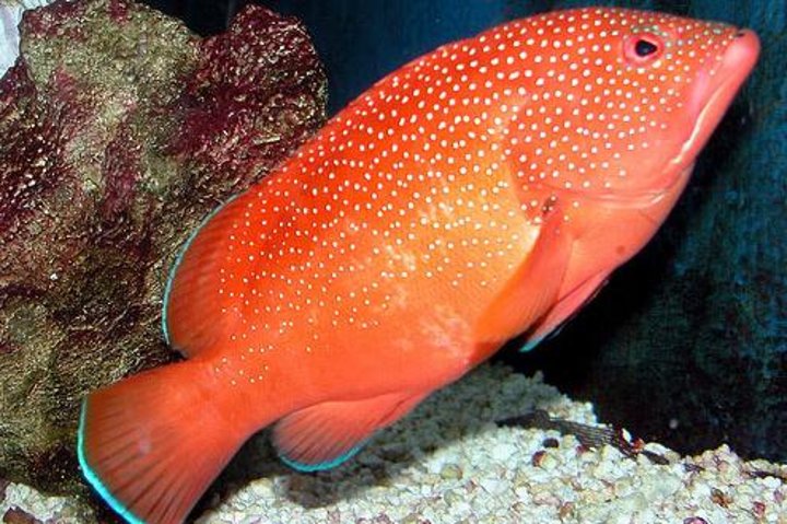 Key West Aquarium Admission photo 4