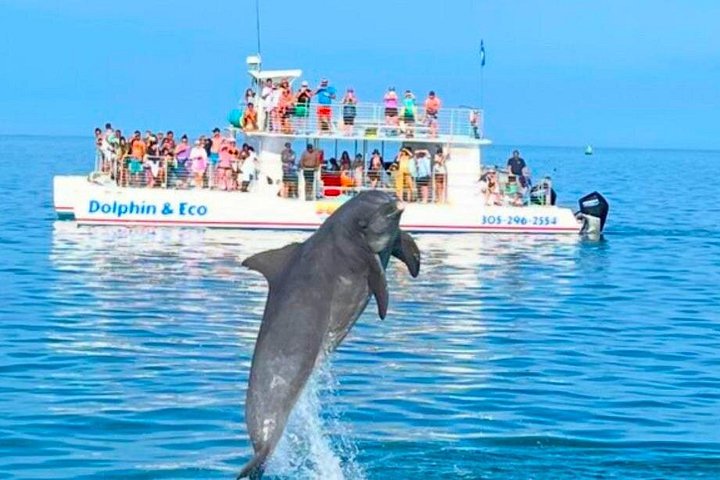 Key West Dolphin and Snorkel Experience photo 2