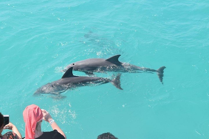 Key West Dolphin and Snorkel Experience