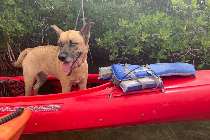 Key West Mangrove Kayak Eco Tour photo 3