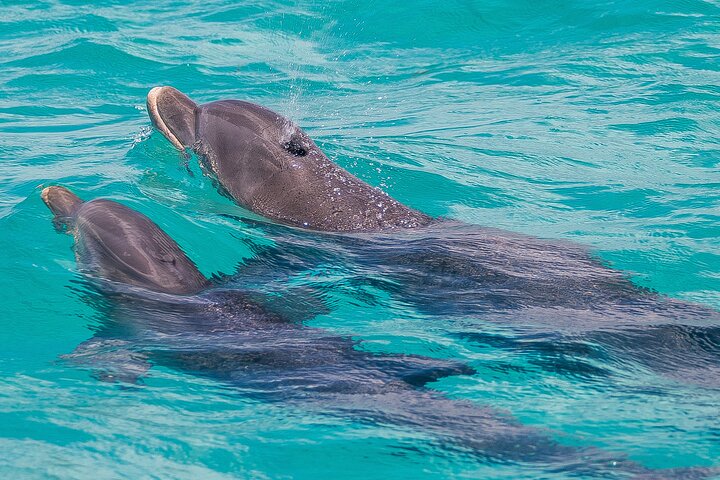 Key West's Favorite Afternoon Dolphin Sail photo 4