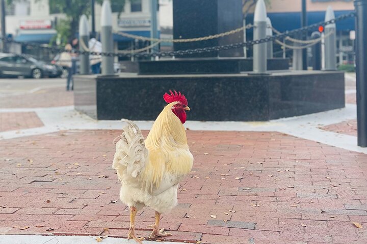 Little Havana Walking Tour with Optional Lunch or Rum Upgrade photo 3