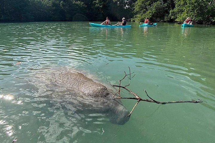 Manatee Season Guided Paddle Tour from Virginia Key photo 2
