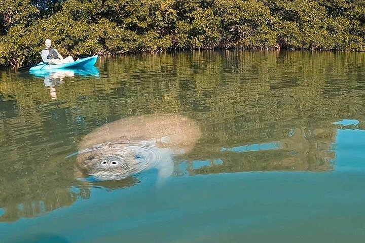 Manatee Season Guided Paddle Tour from Virginia Key photo 3