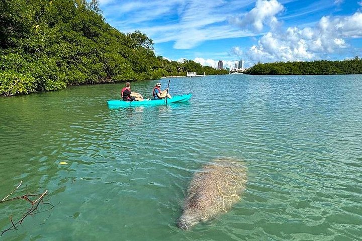 Manatee Season Guided Paddle Tour from Virginia Key photo 4