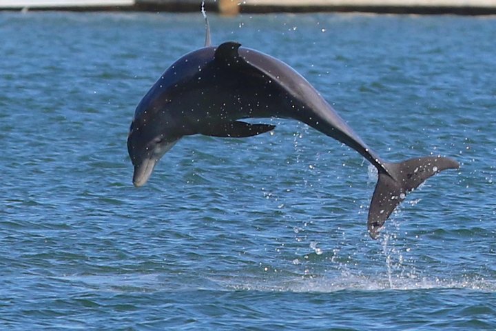 Miami Boat Tour, Haulover Sandbar, Raccoon Island and more photo 4