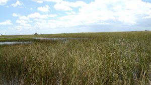 Everglades Airboat Ride & Wildlife Tour