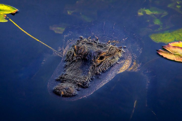Miami Everglades National Park Half Day Small Group Tour photo 3