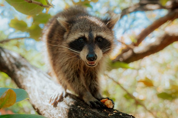 Miami: Guided Raccoon Island Walk & Sandbar Swim (2 Stops)