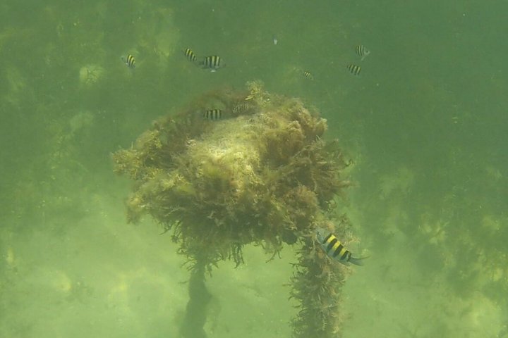 Paddle Out, Sandbar and Snorkel Adventure in Key Biscayne photo 3