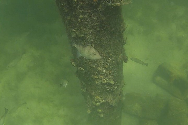 Paddle Out, Sandbar and Snorkel Adventure in Key Biscayne photo 4
