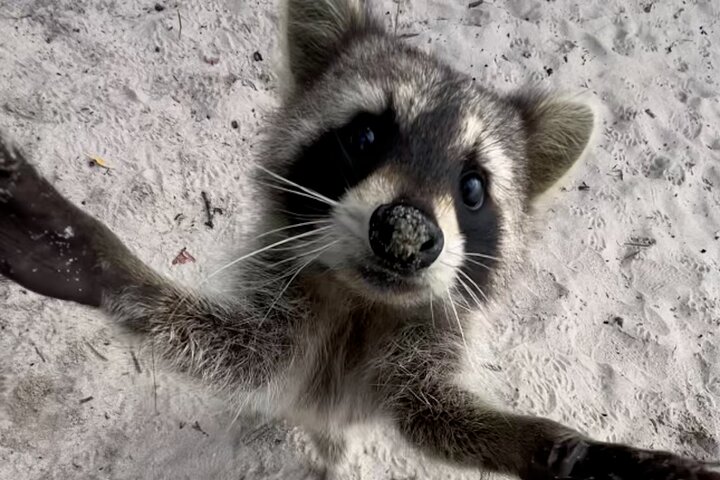 Raccoon Island Boat Tour - Indian Creek, Sanbar and Raccoons photo 2