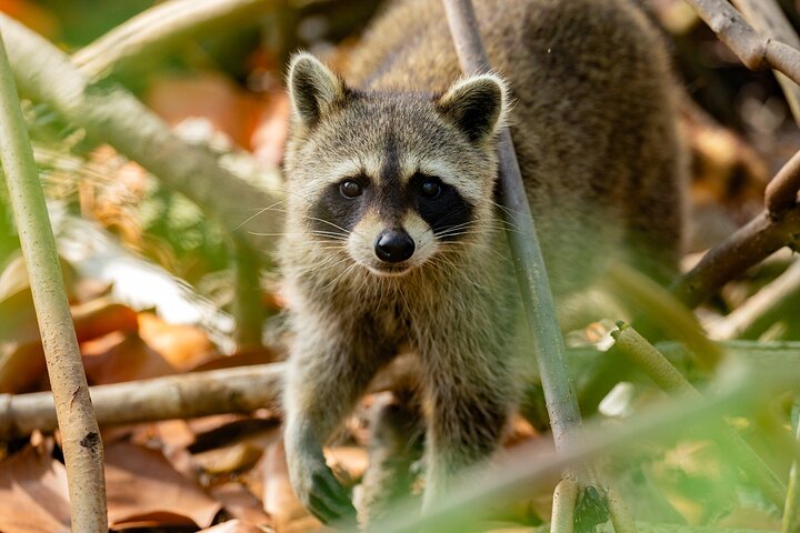 Raccoon Island Private Boat Charter Experience from Miami