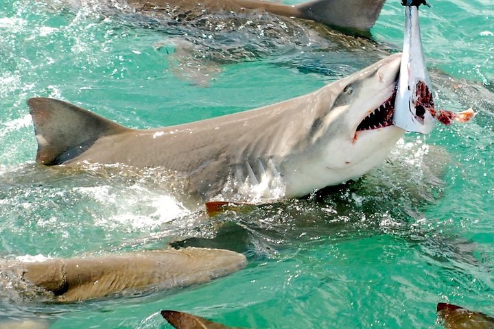 Shark and Wildlife Viewing Adventure in Key West photo 2