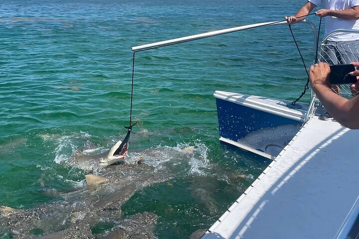 Shark and Wildlife Viewing Adventure in Key West photo 3