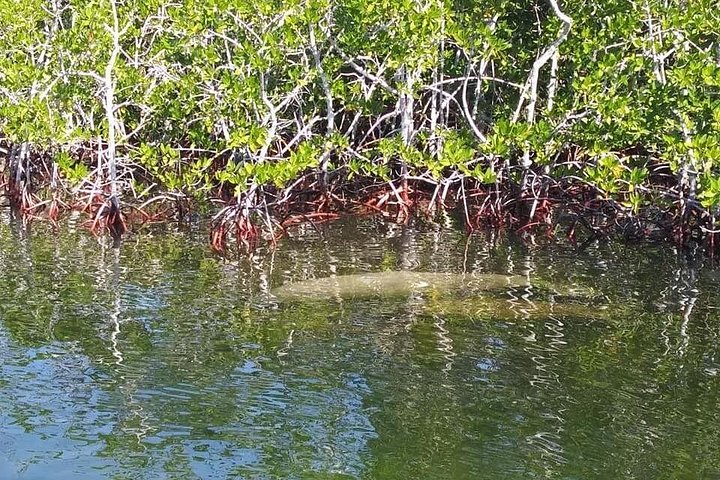 Small Group Florida Keys Eco Tour by Boat photo 4