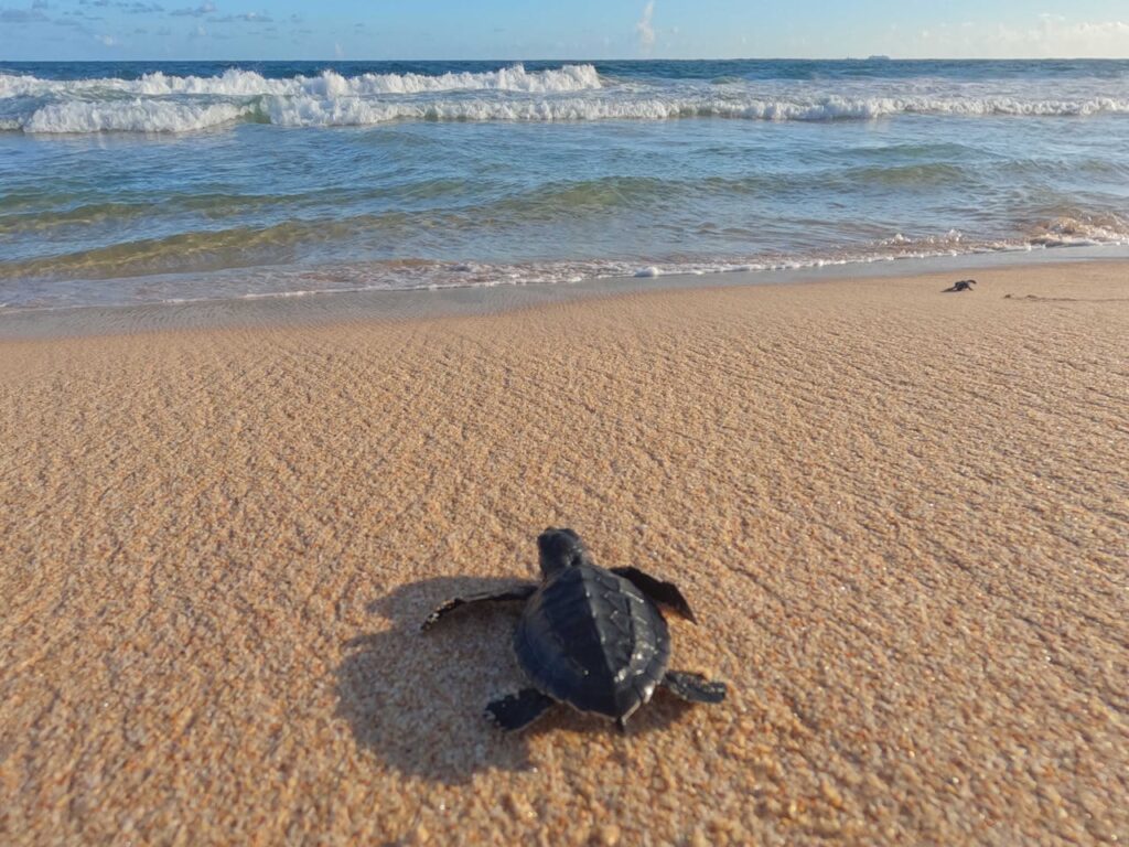 Protected sea turtle nest on the sand at Blind Creek Beach Florida